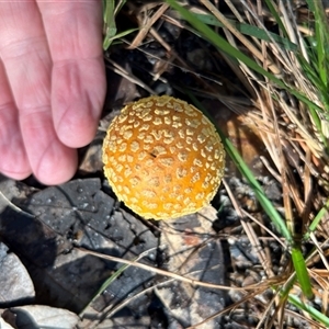 Amanita sp. at Stockyard Creek, NSW - 28 Apr 2025 09:29 AM