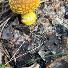 Amanita sp. at Stockyard Creek, NSW - 28 Apr 2025 09:29 AM