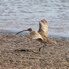 Numenius madagascariensis at Moruya Heads, NSW - suppressed