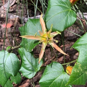 Passiflora herbertiana subsp. herbertiana at Bucketty, NSW - 29 Aug 2021 10:00 AM