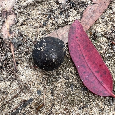 Unverified Other Invertebrate at Bucketty, NSW - 7 Jan 2022 by MartinPredavec