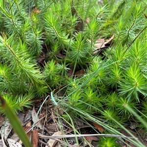 Unverified Plant at Bucketty, NSW - 6 Feb 2022 by MartinPredavec