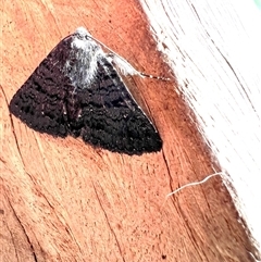 Praxis edwardsii at Bucketty, NSW - 6 Apr 2022 10:00 AM