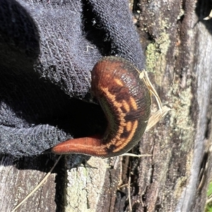 Unverified Other Invertebrate at Bucketty, NSW - 20 Apr 2022 by MartinPredavec