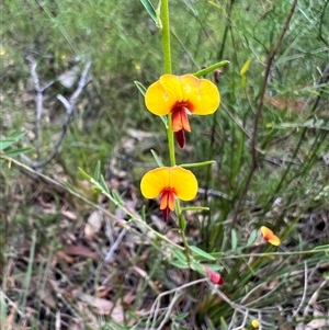 Bossiaea heterophylla (Variable Bossiaea) at Bucketty, NSW - 24 Apr 2022 by MartinPredavec