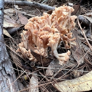 Unverified Fungus at Bucketty, NSW - 24 Apr 2022 by MartinPredavec