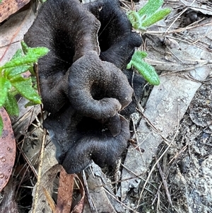 Unverified Fungus at Laguna, NSW - 4 May 2022 by MartinPredavec