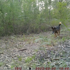 Canis lupus (Dingo / Wild Dog) at Bucketty, NSW - 30 May 2022 by MartinPredavec