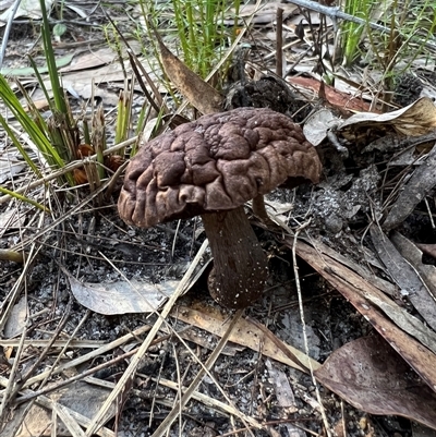 Unverified Fungus at Bucketty, NSW - 12 Jun 2022 by MartinPredavec