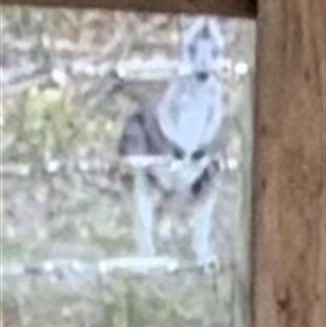 Osphranter robustus at Bucketty, NSW - 27 Dec 2022 11:00 AM