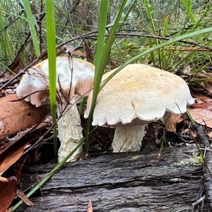 Austroboletus 'reticulate/lacunose stem' at Bucketty, NSW - 20 Apr 2023 10:00 AM