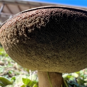 Unverified Fungus at Bucketty, NSW - 26 Apr 2023 by MartinPredavec