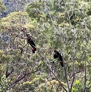 Calyptorhynchus lathami lathami at Mogo Creek, NSW - suppressed