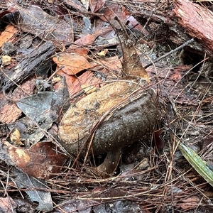 Unverified Fungus at Bucketty, NSW - 2 May 2024 by MartinPredavec