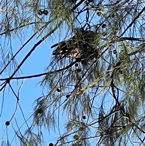 Calyptorhynchus lathami lathami at Fernances Crossing, NSW - 13 Jun 2024 10:00 AM