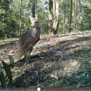 Osphranter robustus (Common Walleroo) at Bucketty, NSW - 18 Sep 2024 by MartinPredavec