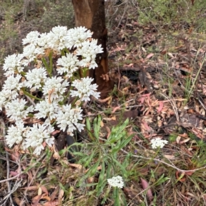 Conospermum longifolium subsp. longifolium at Bucketty, NSW - 27 Sep 2024 10:00 AM