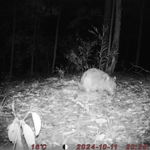 Vombatus ursinus (Common wombat, Bare-nosed Wombat) at Bucketty, NSW - 11 Oct 2024 by MartinPredavec