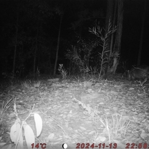 Vombatus ursinus (Common wombat, Bare-nosed Wombat) at Bucketty, NSW - 13 Nov 2024 by MartinPredavec