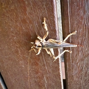 Unverified Insect at Bucketty, NSW - 25 Nov 2024 by MartinPredavec