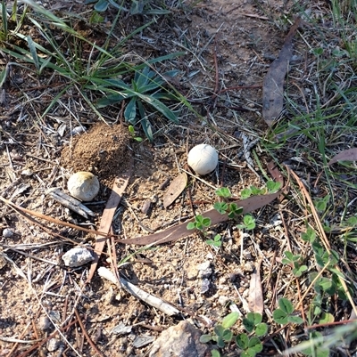 Unverified Simple spore sac, with an apical hole [puffballs] at Phillip, ACT - 28 Apr 2025 by shube