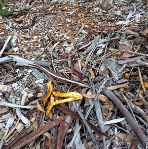 Gymnopilus junonius (Spectacular Rustgill) at Mawson, ACT - 23 Apr 2025 by shube