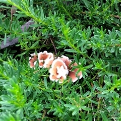Unverified Fungus at Mawson, ACT - 23 Apr 2025 by shube