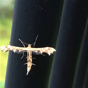 Sphenarches anisodactylus at Frankston, VIC - 28 Apr 2025 11:40 AM