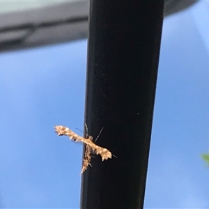 Sphenarches anisodactylus at Frankston, VIC - 28 Apr 2025 11:40 AM
