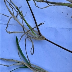 Unverified Grass at Higgins, ACT - 28 Apr 2025 by Jennybach