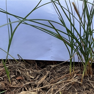 Unverified Grass at Higgins, ACT - 28 Apr 2025 by Jennybach