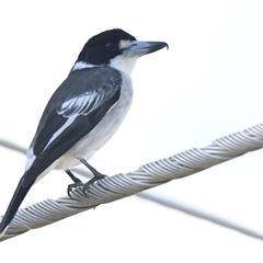 Cracticus torquatus at Evatt, ACT - 28 Apr 2025 by Thurstan