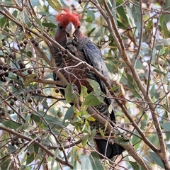 Callocephalon fimbriatum at Wodonga, VIC - suppressed