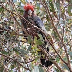 Callocephalon fimbriatum at Wodonga, VIC - suppressed
