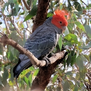 Callocephalon fimbriatum at Wodonga, VIC - suppressed
