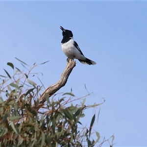Cracticus nigrogularis at Leneva, VIC - suppressed