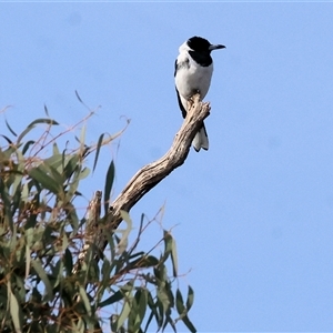 Cracticus nigrogularis at Leneva, VIC - suppressed