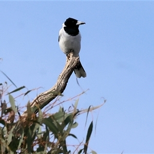 Cracticus nigrogularis at Leneva, VIC - suppressed