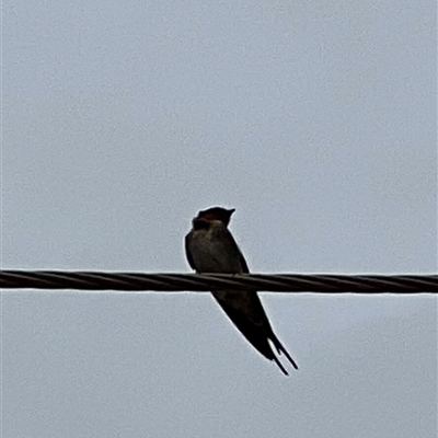 Hirundo neoxena (Welcome Swallow) at Menindee, NSW - 25 Apr 2025 by JimL
