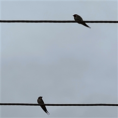 Hirundo neoxena at Menindee, NSW - 25 Apr 2025 12:48 PM