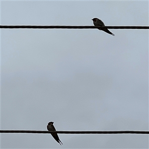 Hirundo neoxena at Menindee, NSW - 25 Apr 2025 12:48 PM