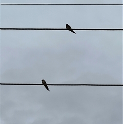Hirundo neoxena at Menindee, NSW - 25 Apr 2025 12:48 PM