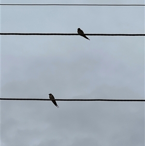 Hirundo neoxena at Menindee, NSW - 25 Apr 2025 12:48 PM