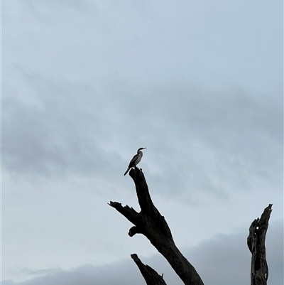 Anhinga novaehollandiae (Australasian Darter) at Wentworth, NSW - 26 Apr 2025 by JimL