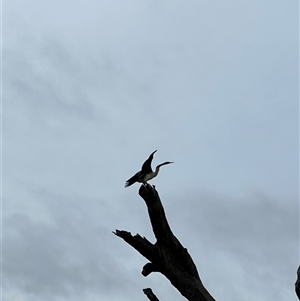 Anhinga novaehollandiae at Wentworth, NSW - 26 Apr 2025 07:25 AM