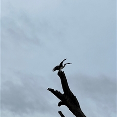 Anhinga novaehollandiae at Wentworth, NSW - 26 Apr 2025 07:25 AM