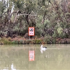 Pelecanus conspicillatus (Australian Pelican) at Wentworth, NSW - 26 Apr 2025 by JimL