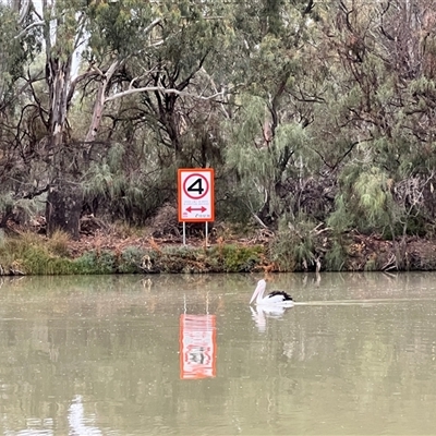 Pelecanus conspicillatus (Australian Pelican) at Wentworth, NSW - 26 Apr 2025 by JimL
