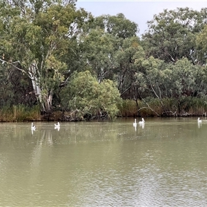 Pelecanus conspicillatus at Wentworth, NSW - 26 Apr 2025 07:29 AM