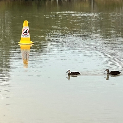 Anas superciliosa (Pacific Black Duck) at Wentworth, NSW - 26 Apr 2025 by JimL